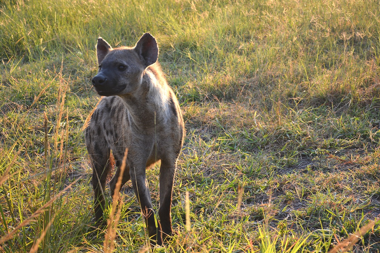 Hyena, Gyvūnas, Plėšrūnas, Safari, Afrika, Nemokamos Nuotraukos,  Nemokama Licenzija