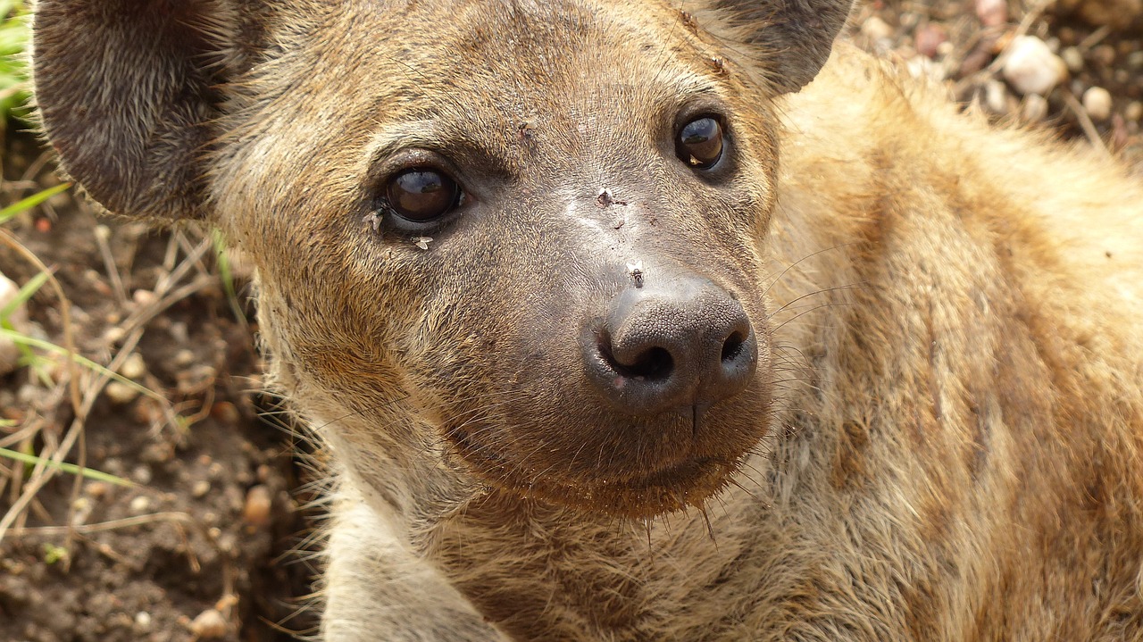 Hyena,  Tanzanija,  Afrika,  Galva, Nemokamos Nuotraukos,  Nemokama Licenzija