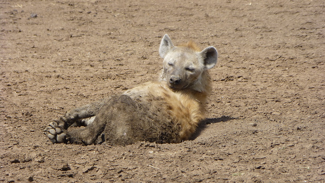 Hyena,  Gyvūnų Portretas,  Afrika,  Safari, Nemokamos Nuotraukos,  Nemokama Licenzija
