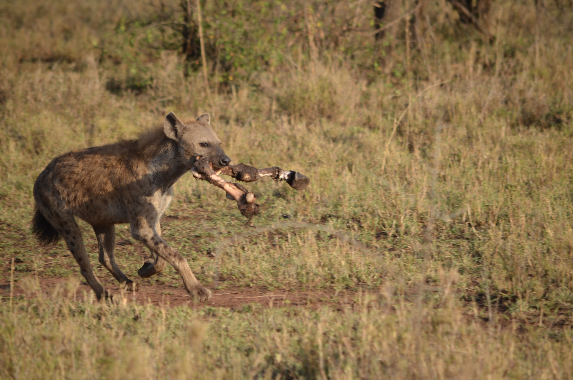 Hyena,  Tanzanija,  Dėmėta Hipena, Nemokamos Nuotraukos,  Nemokama Licenzija