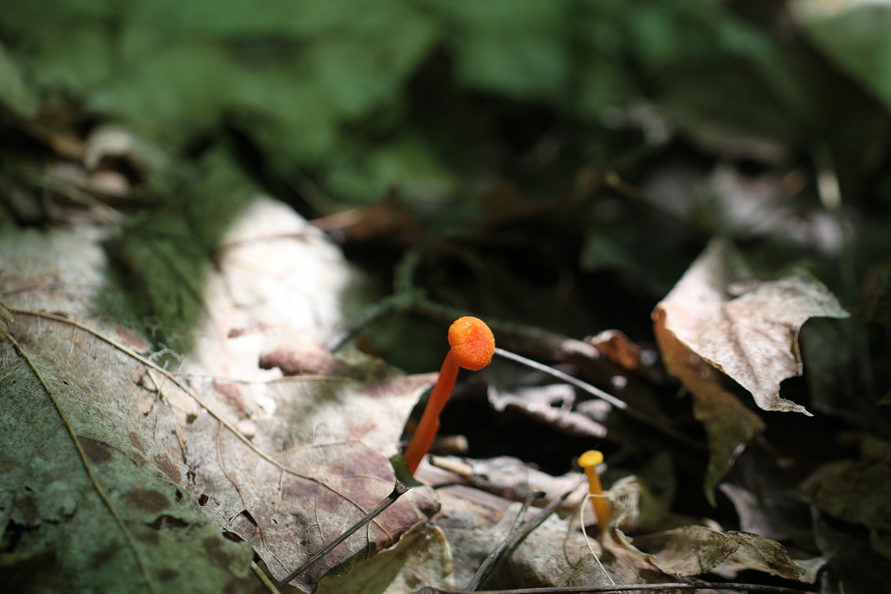 Hygrophorus Miniatus, Arba Mycena Leaiana, Grybai, Grybelis, Oranžinė, Ruda, Žalias, Lapai, Lapų Kraikas, Beausoleil Sala