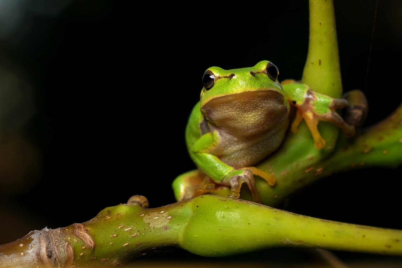 Hyla Meridionalis, Varlė, Varliagyviai, Nemokamos Nuotraukos,  Nemokama Licenzija