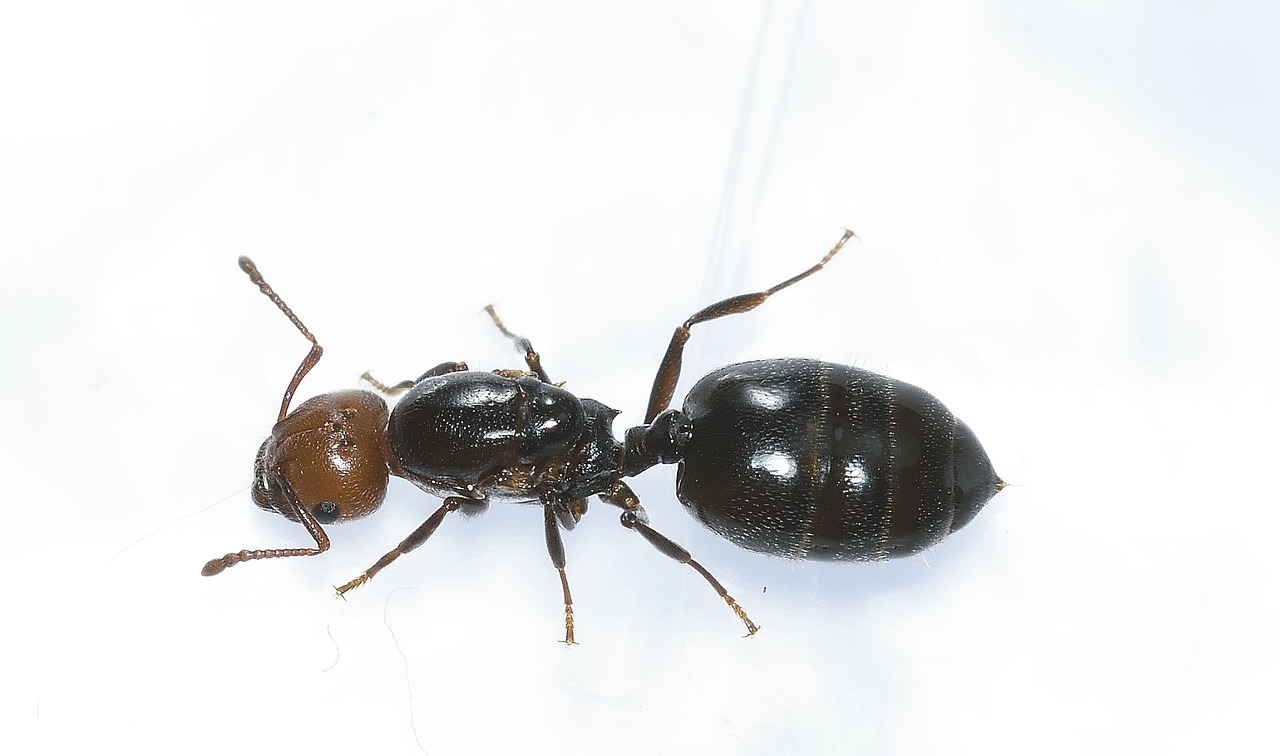 Hymenoptera, Ant, Galva, Rossa, Makro, Nemokamos Nuotraukos,  Nemokama Licenzija