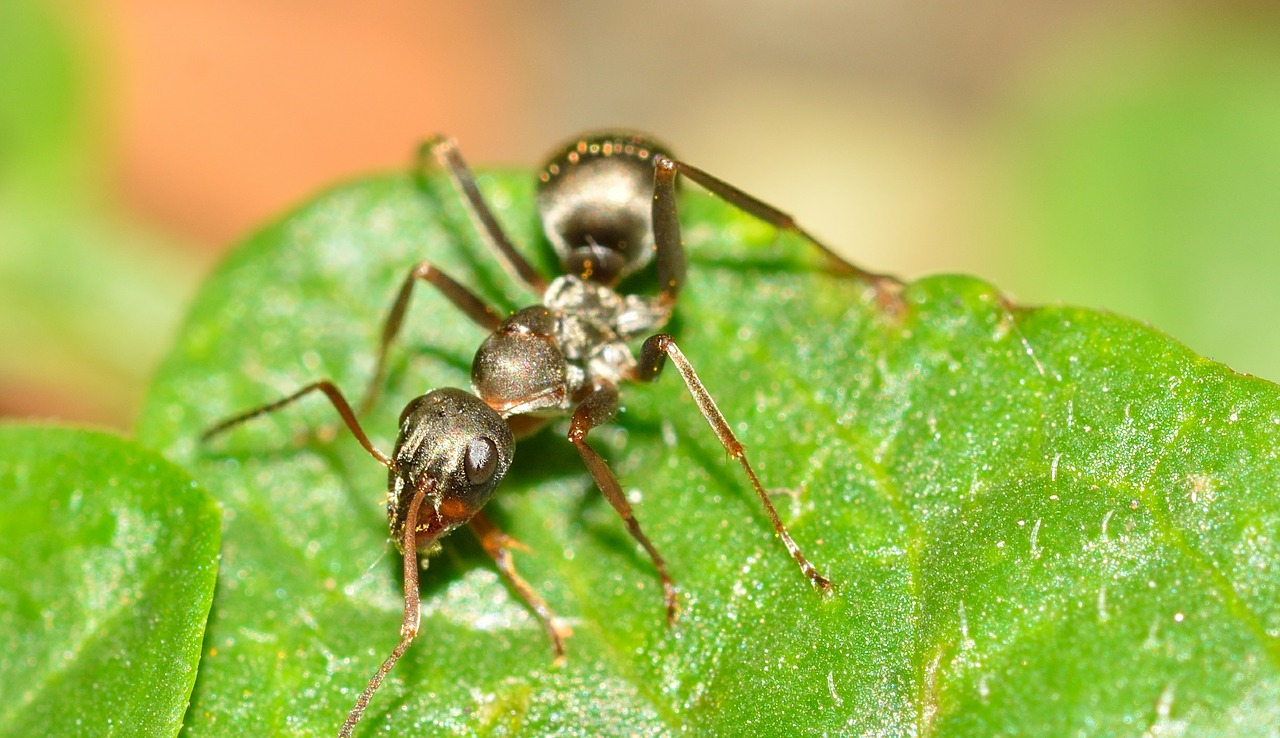 Hymenoptera, Ant, Serviformica, Nemokamos Nuotraukos,  Nemokama Licenzija