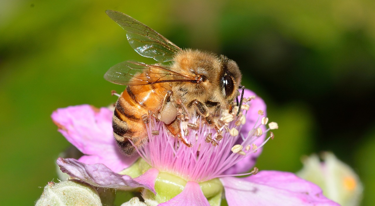 Hymenoptera, Bičių, Apis, Mellifera, Nemokamos Nuotraukos,  Nemokama Licenzija