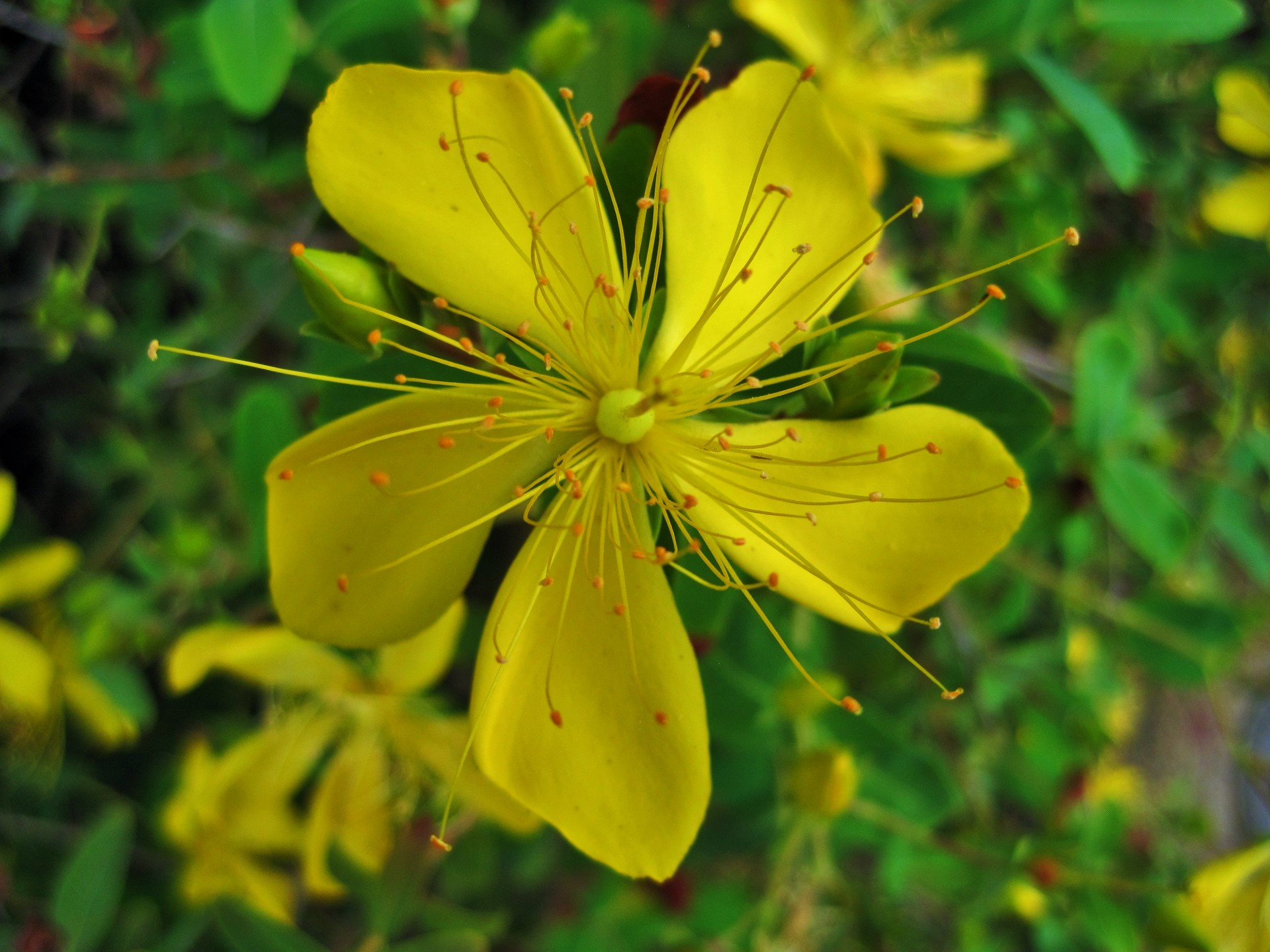 Gėlė,  Skanėsto,  Geltona,  Hypericum,  St John & Nbsp,  Misa,  Žolelių,  Hypericum Gėlė, Nemokamos Nuotraukos,  Nemokama Licenzija