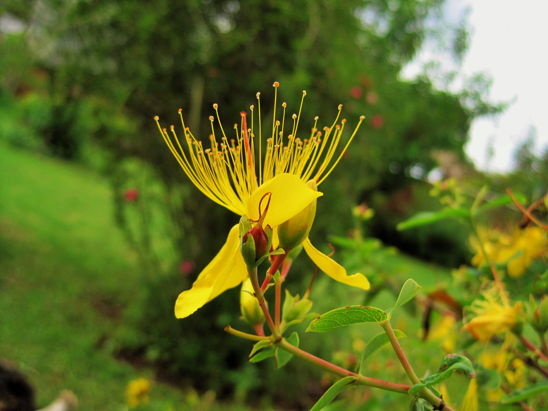 Gėlė,  Geltona,  Profilis,  Tvirtas,  Hypericum,  Hypericum Gėlė Ir Svogūnai, Nemokamos Nuotraukos,  Nemokama Licenzija