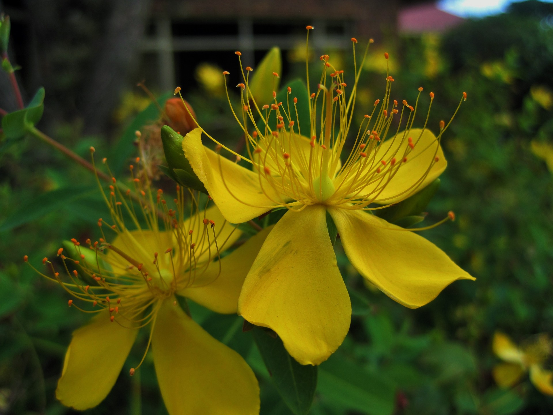 Gėlės,  Geltona,  Subtilus,  Hypericum,  Medicinos,  Hypericum Gėlės, Nemokamos Nuotraukos,  Nemokama Licenzija