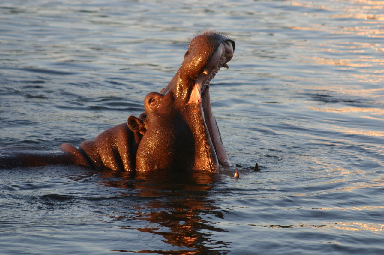 Hippopotame, Kritimo Viktorija, Zambezi, Nemokamos Nuotraukos,  Nemokama Licenzija