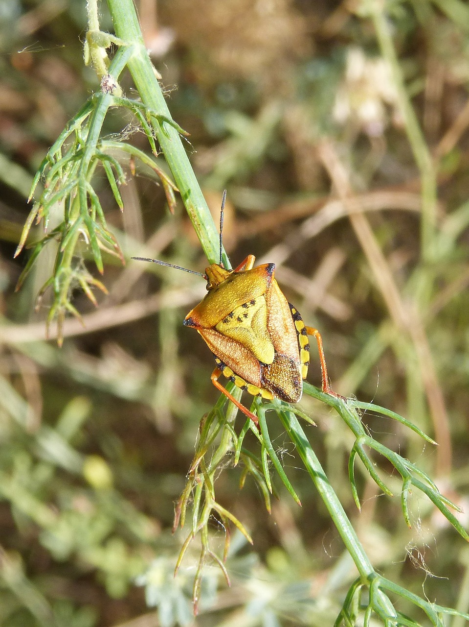 Aš Pentatomid, Dolycoris Baccarum, Vabalas, Oranžinė, Pankolis, Nemokamos Nuotraukos,  Nemokama Licenzija