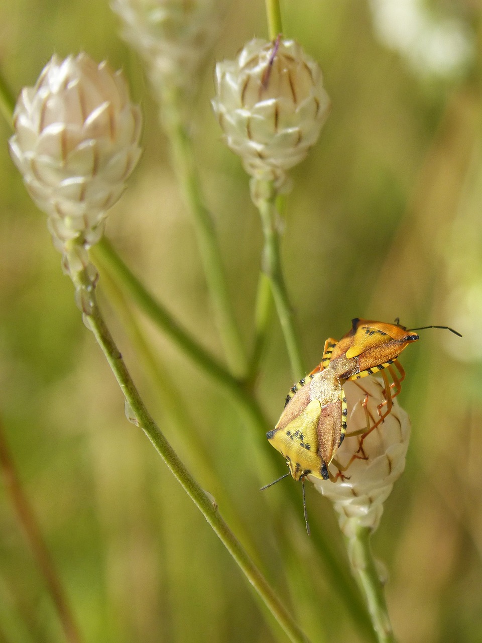 Aš Pentatomid, Dolycoris Baccarum, Vabalas, Kopuliavimas, Oranžinė, Nemokamos Nuotraukos,  Nemokama Licenzija