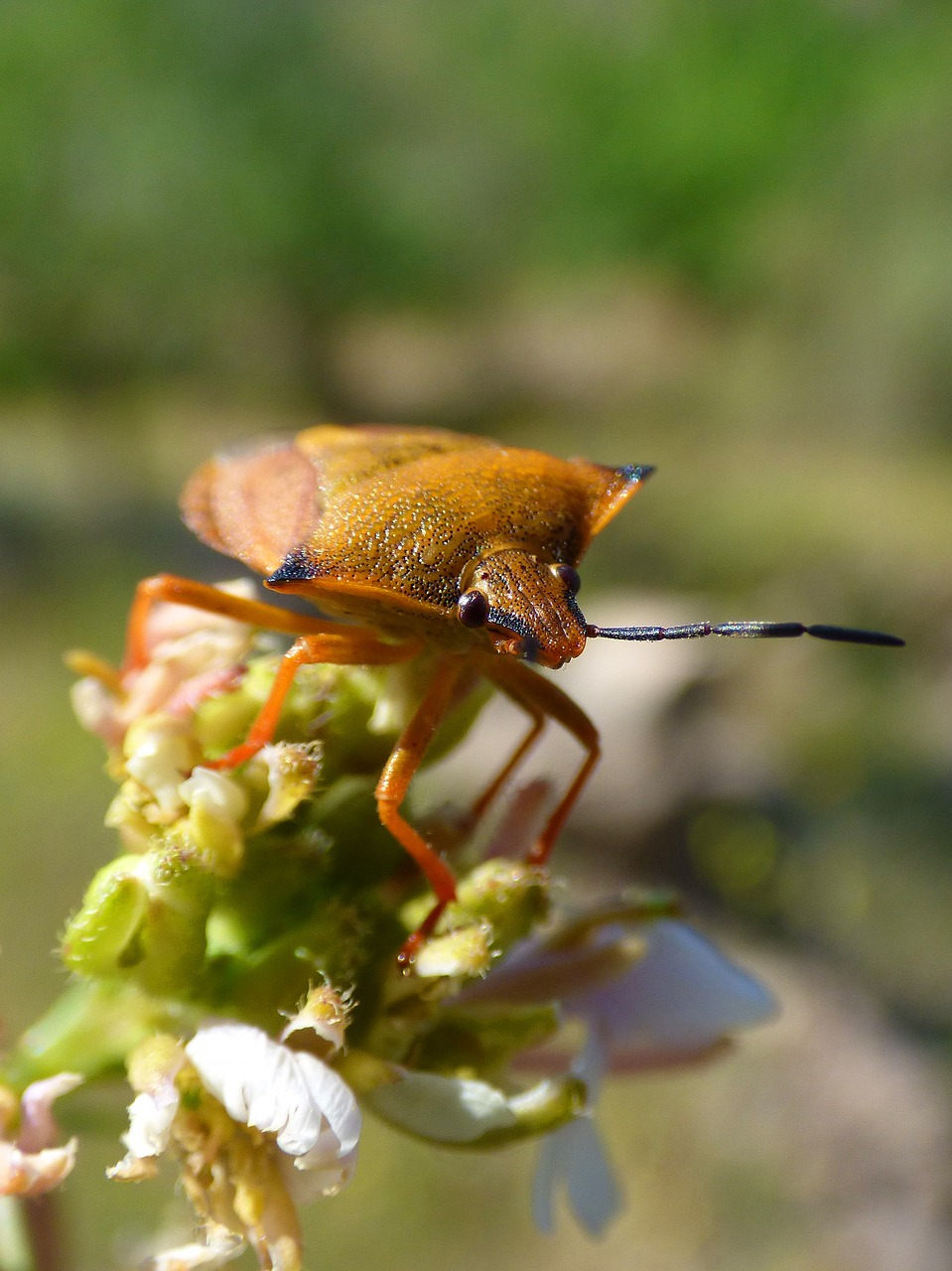 Aš Pentatomid, Dolycoris Baccarum, Vabalas, Išsamiai, Nemokamos Nuotraukos,  Nemokama Licenzija