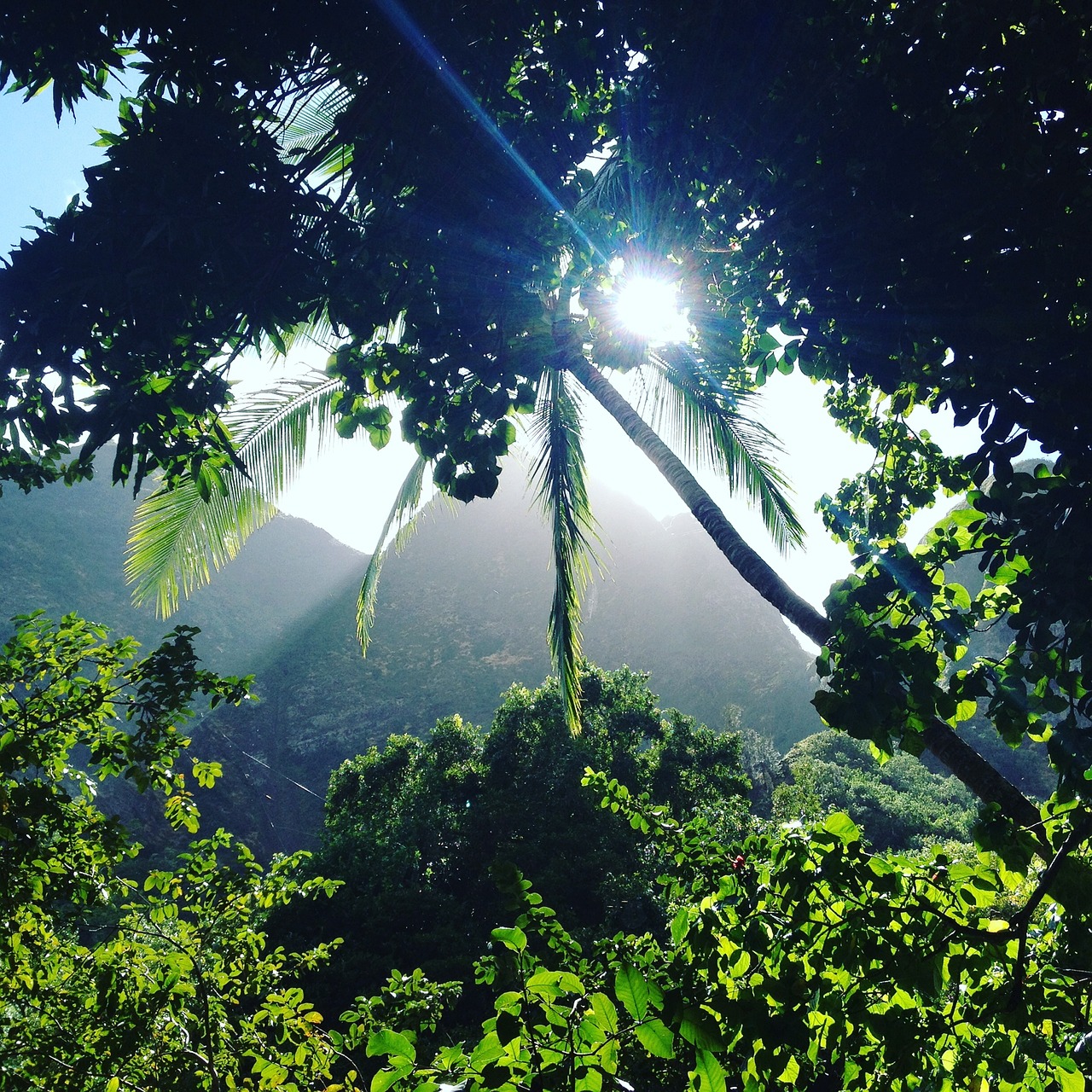 Iao Slėnis, Džiunglės, Miškas, Maui, Nemokamos Nuotraukos,  Nemokama Licenzija