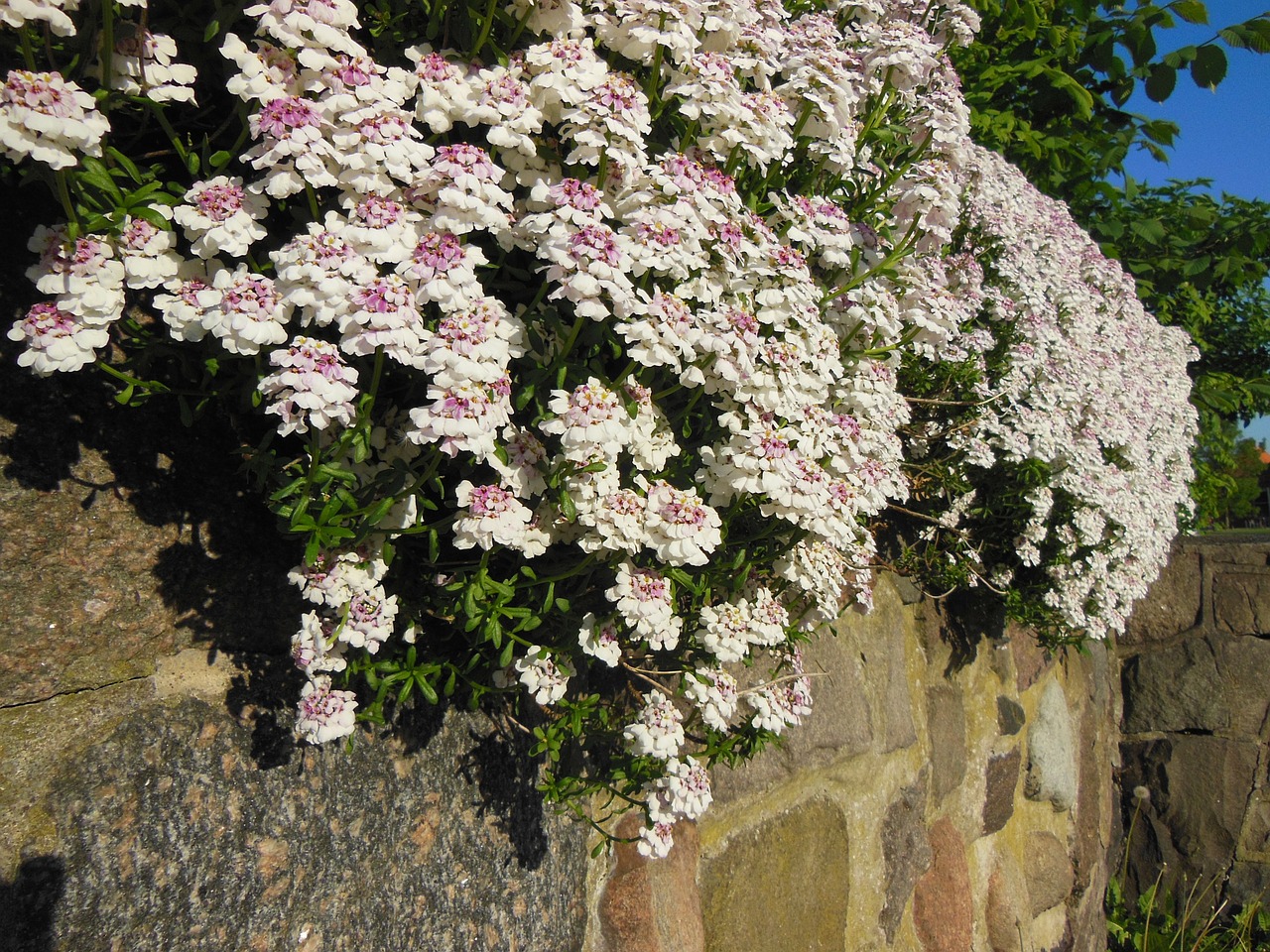 Iberis Sempervirens, Visžalis, Žydi, Iš Arti, Roko Sodas, Augalai, Gėlės, Sodas, Balta, Violetinė