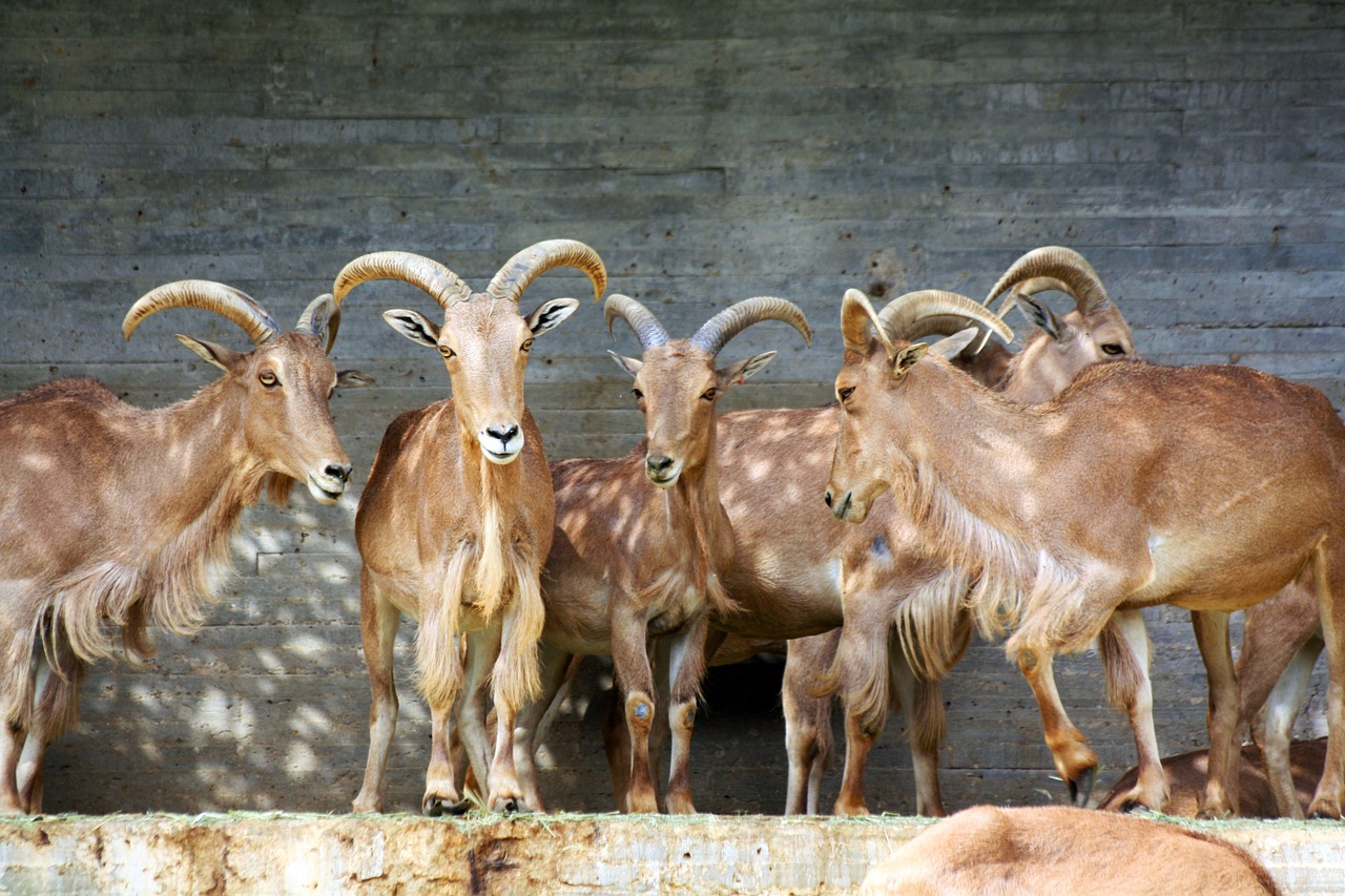 Ibex, Ožka, Zoologijos Sodas, Gyvūnas, Žinduolis, Nemokamos Nuotraukos,  Nemokama Licenzija