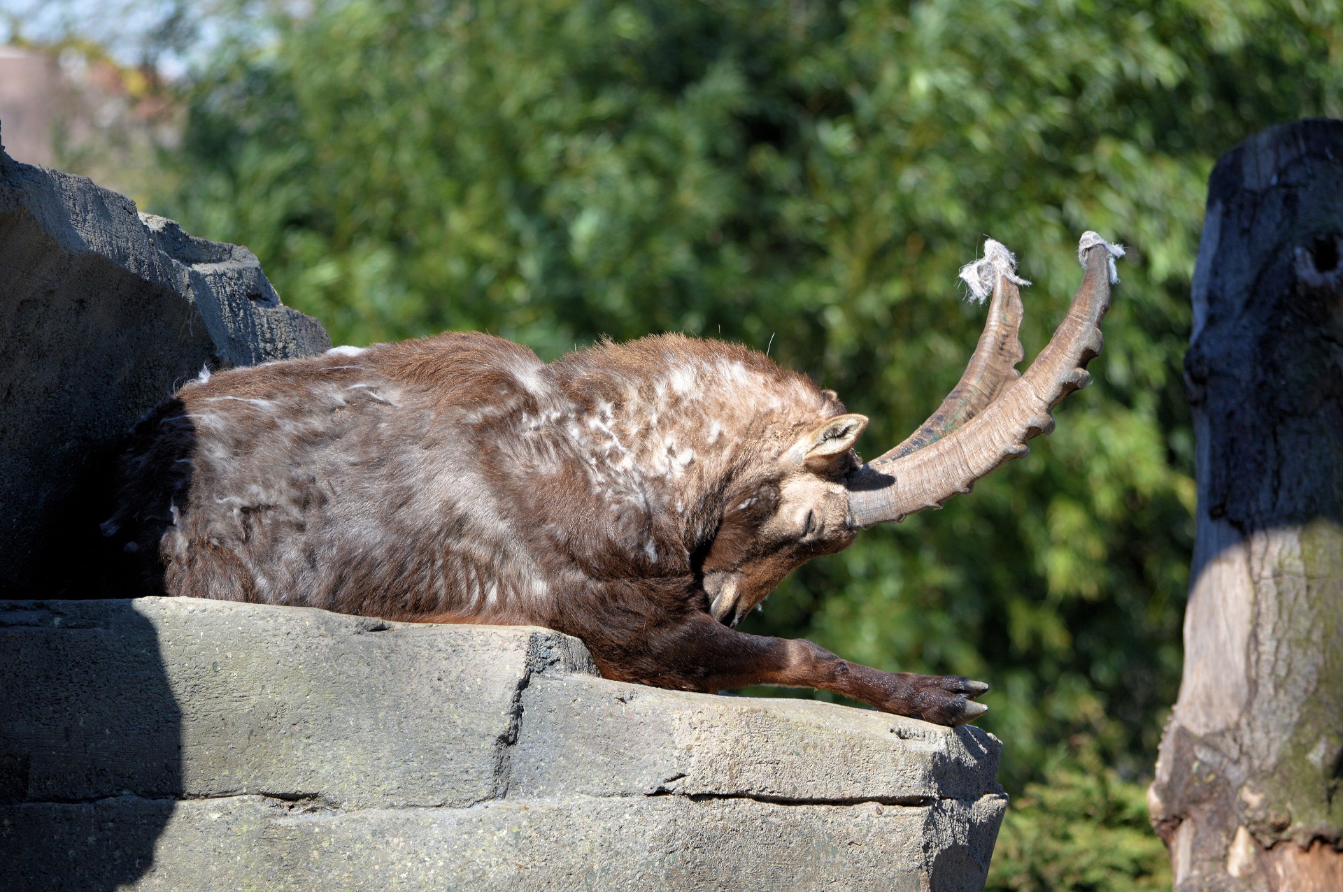 Ibex,  Gyvūnas,  Zoologijos Sodas,  Jaunas,  Ibex, Nemokamos Nuotraukos,  Nemokama Licenzija