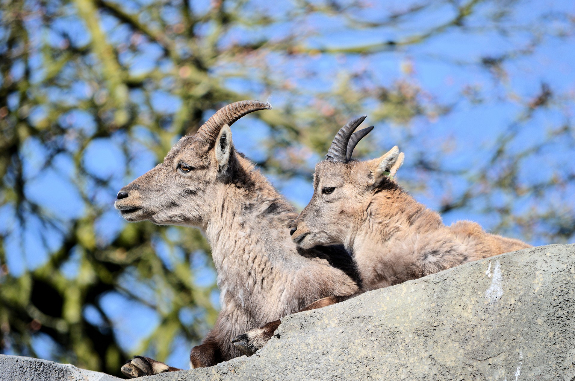 Ibex,  Gyvūnas,  Zoologijos Sodas,  Jaunas,  Ibex, Nemokamos Nuotraukos,  Nemokama Licenzija