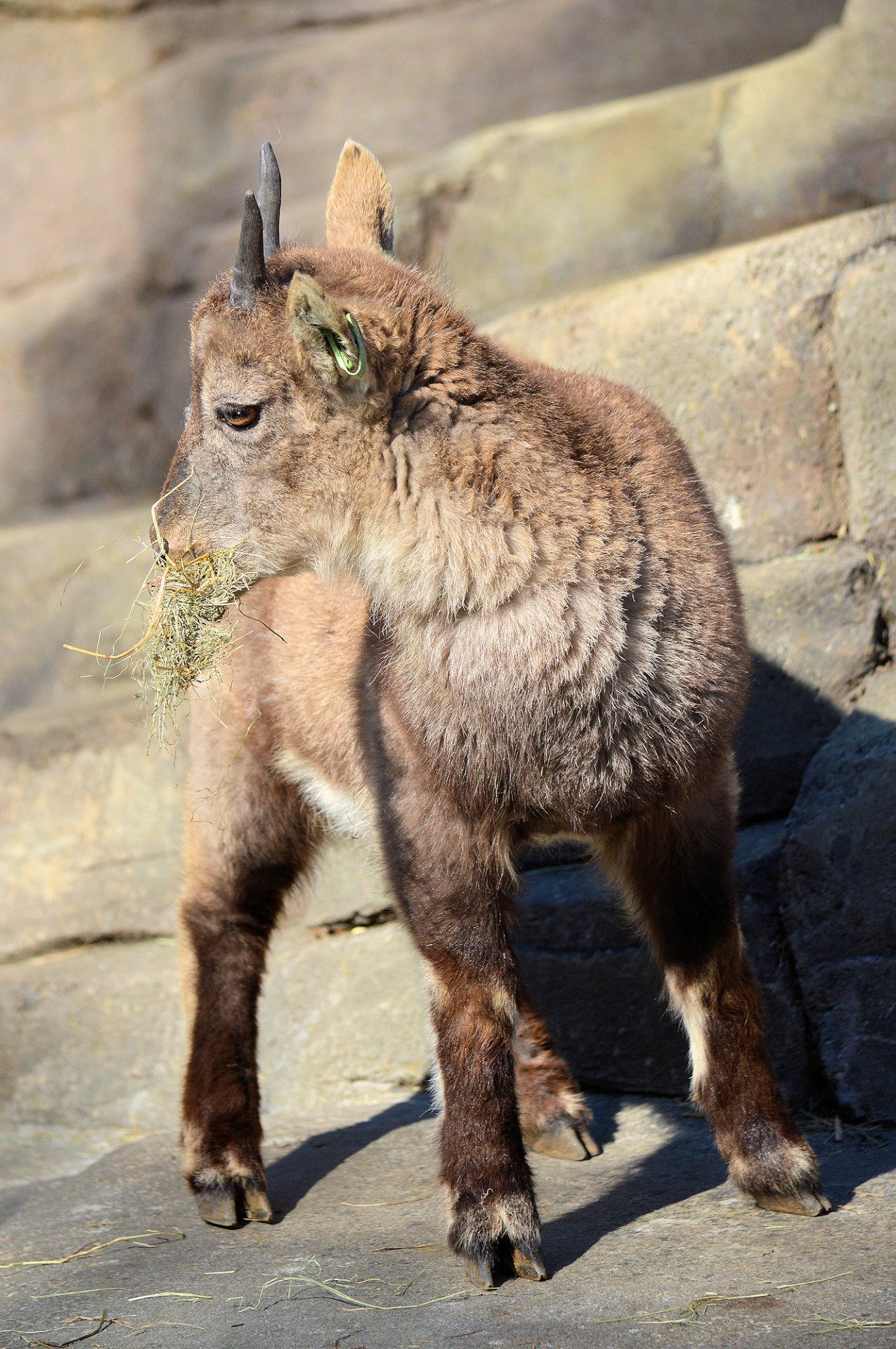 Ibex,  Gyvūnas,  Zoologijos Sodas,  Jaunas,  Ibex, Nemokamos Nuotraukos,  Nemokama Licenzija