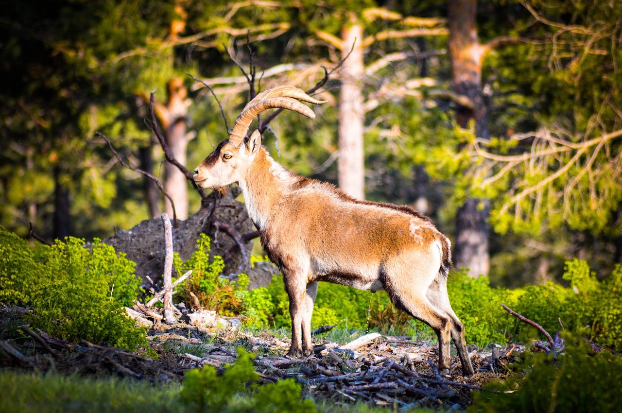 Ibex, Gamta, Gyvūnai, Ožka, Laukinis Gyvūnas, Alpinizmas, Kalnas, Gyvūnų Pasaulis, Nemokamos Nuotraukos,  Nemokama Licenzija