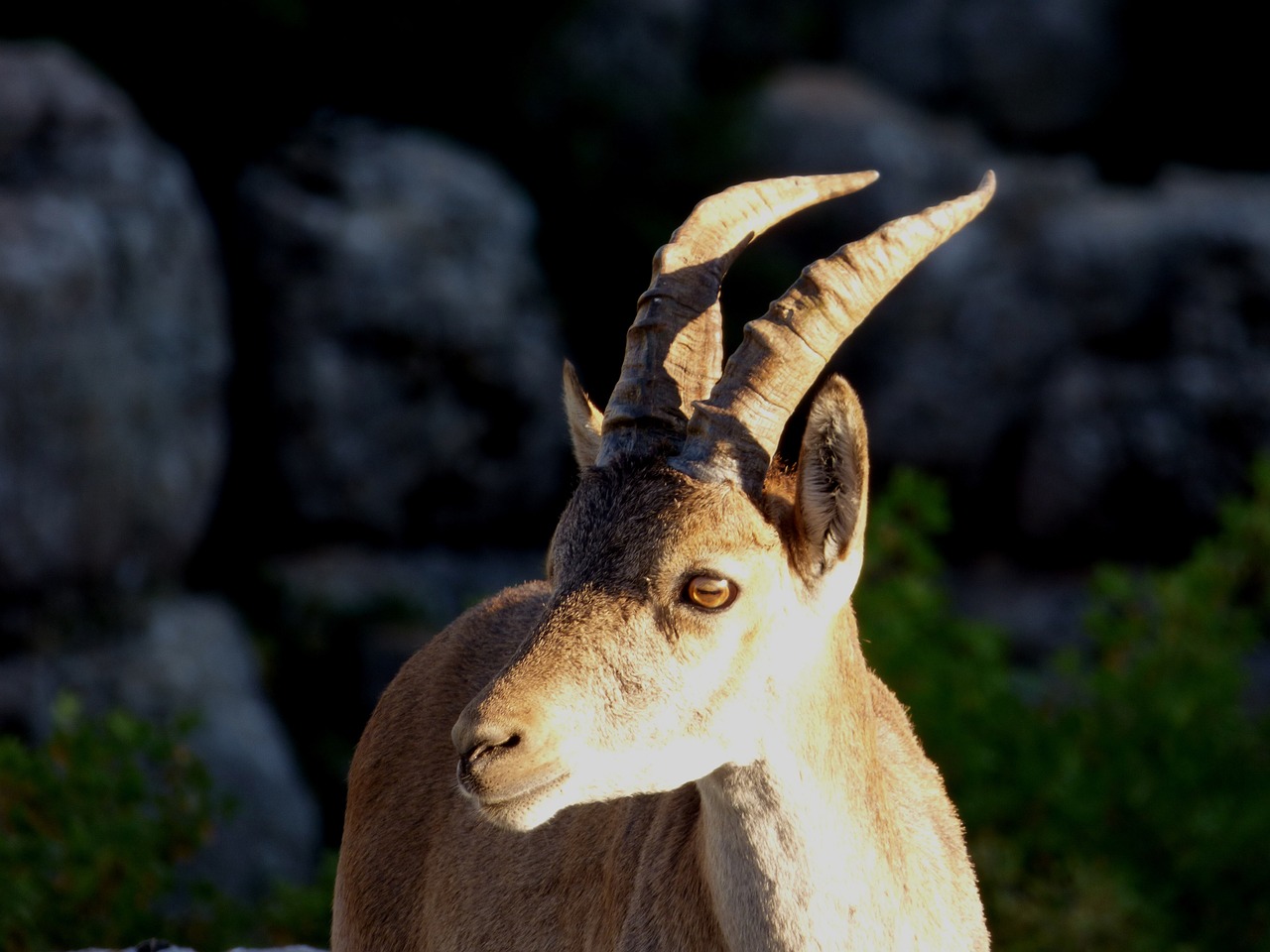 Ibex, Kalnas, Kalnas, Gyvūnas, Alpinizmas, Ragai, Fauna, Žygiai, Akmenys, Nemokamos Nuotraukos