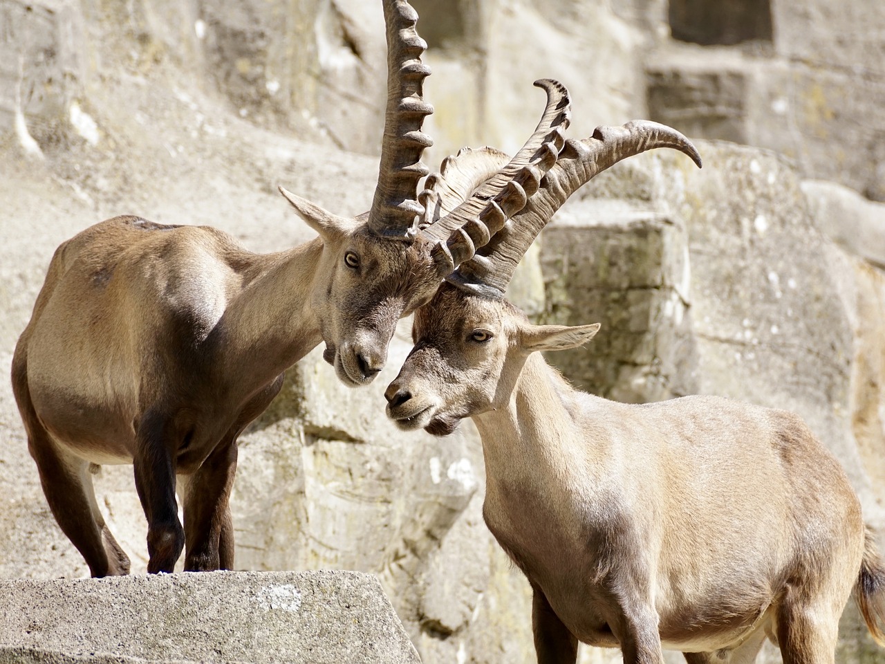 Ibex, Patinas, Raguotas, Žinduolis, Gamta, Ragai, Kazkas, Alpių, Kalnai, Alpine Ibex