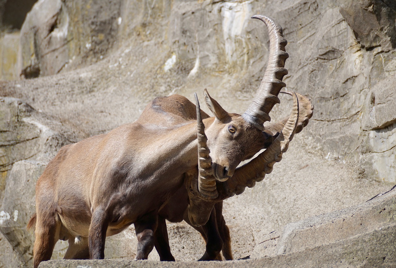 Ibex, Patinas, Raguotas, Žinduolis, Gamta, Ragai, Kazkas, Alpių, Kalnai, Alpine Ibex