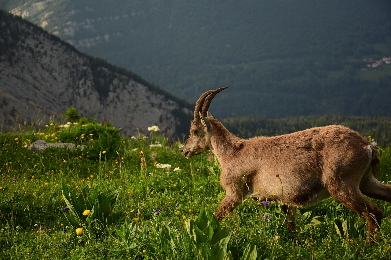 Ožiaragis,  Pobūdį,  Montavimas, Nemokamos Nuotraukos,  Nemokama Licenzija