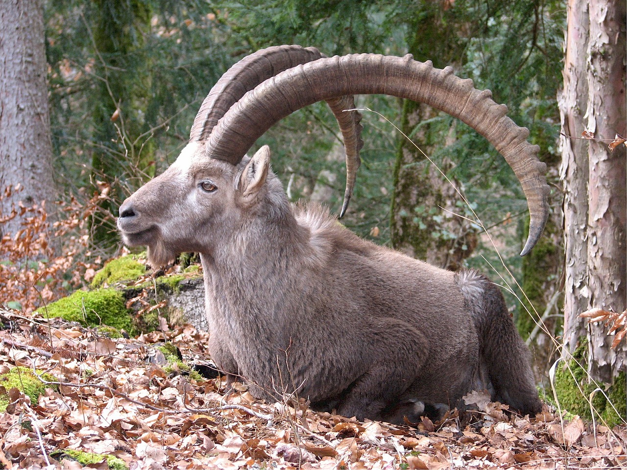 Ibex, Capra, Alpių, Žinduolis, Kalnas, Ožka, Laukiniai, Ragas, Laukinė Gamta, Rokas