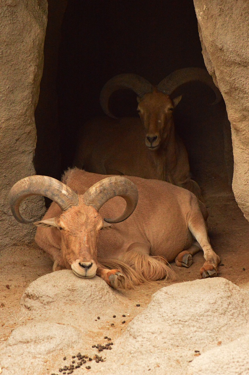 Ibex,  Ožka,  Zoologijos Sodas,  Poilsis, Nemokamos Nuotraukos,  Nemokama Licenzija