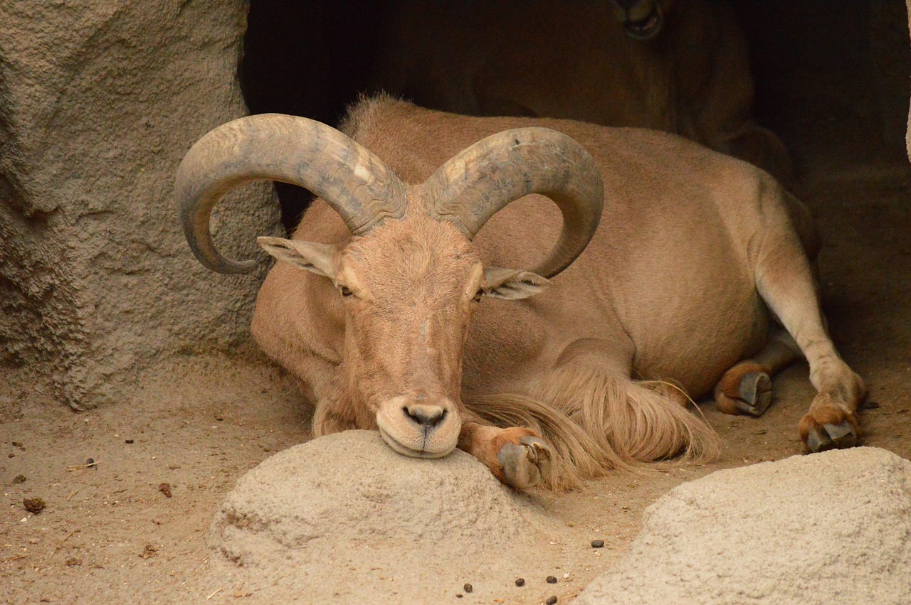 Ibex,  Ožka,  Zoologijos Sodas,  Poilsis, Nemokamos Nuotraukos,  Nemokama Licenzija