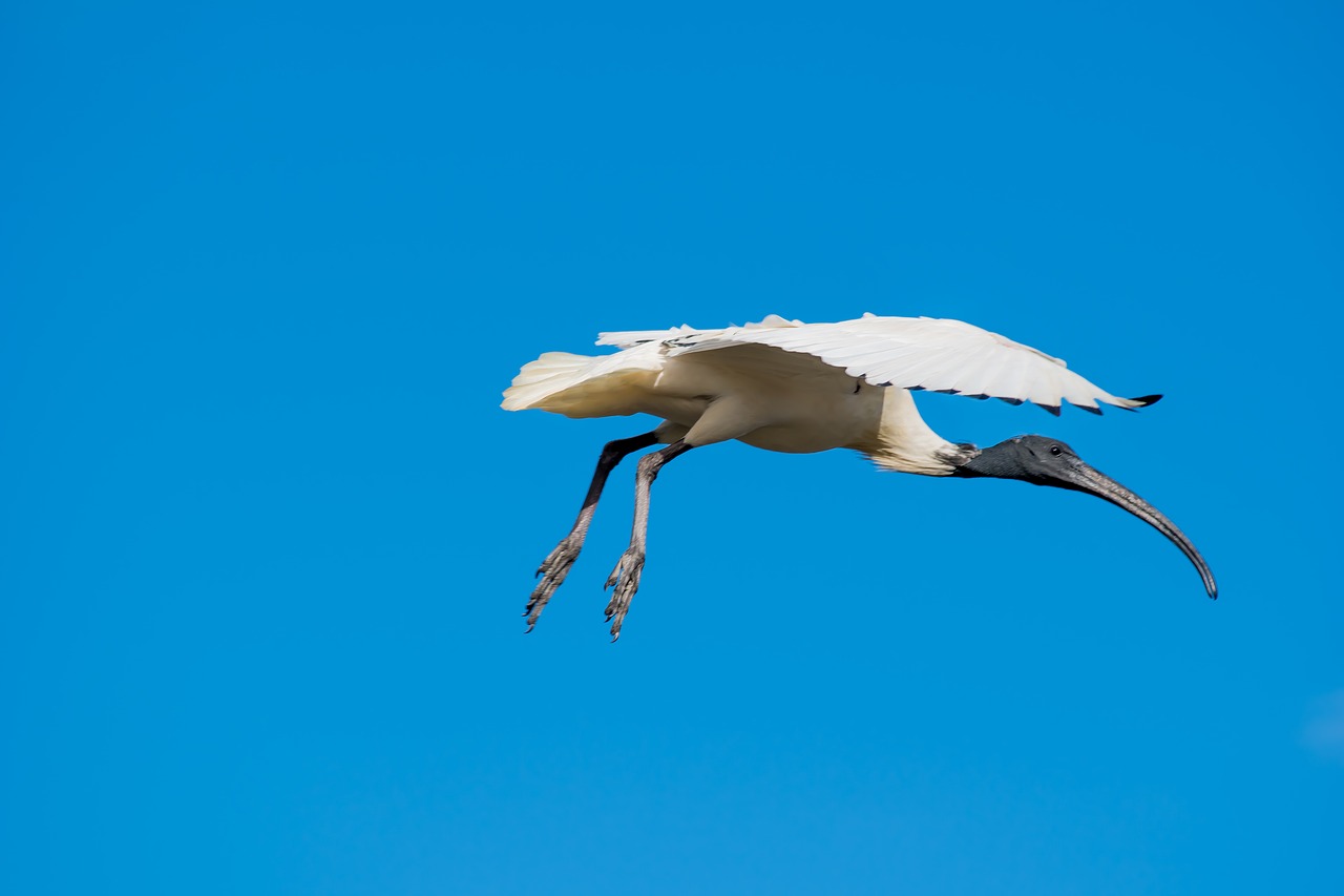 Ibis, Paukštis, Skraidantis, Mėlynas Dangus, Nemokamos Nuotraukos,  Nemokama Licenzija