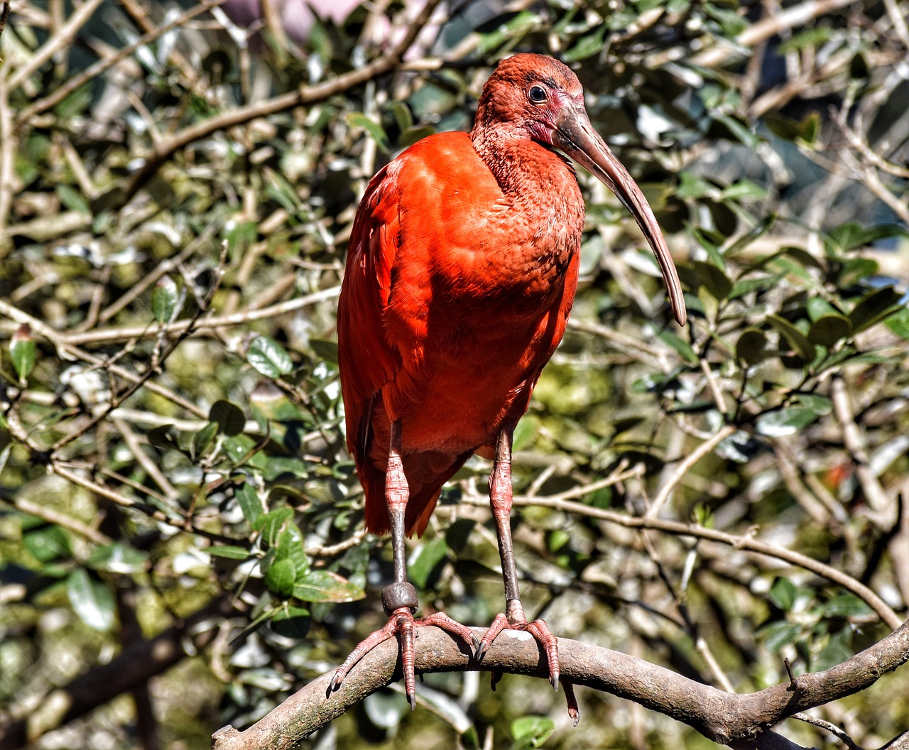 Ibis, Ibis Raudona, Paukštis, Plumėjimas, Zoologijos Sodas, Bioparkas, Roma, Nemokamos Nuotraukos,  Nemokama Licenzija