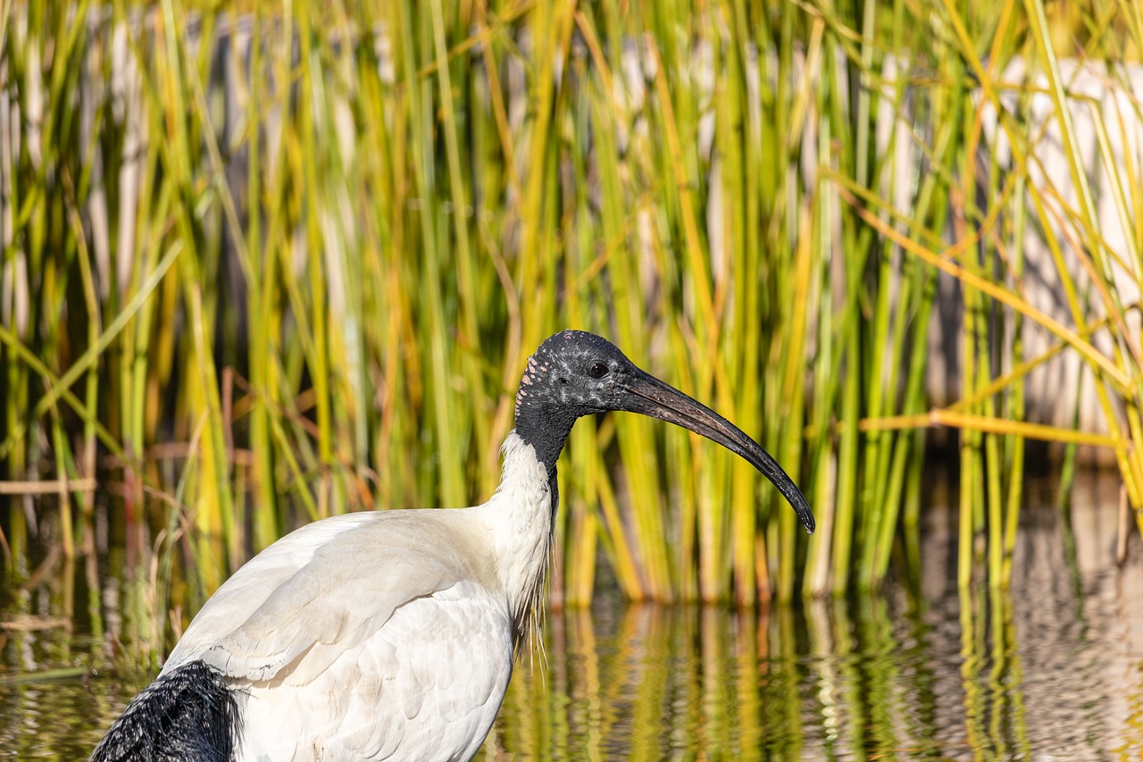 Ibis,  Paukštis,  Vandens,  Pobūdį,  Laukinių,  Iš Arti, Nemokamos Nuotraukos,  Nemokama Licenzija