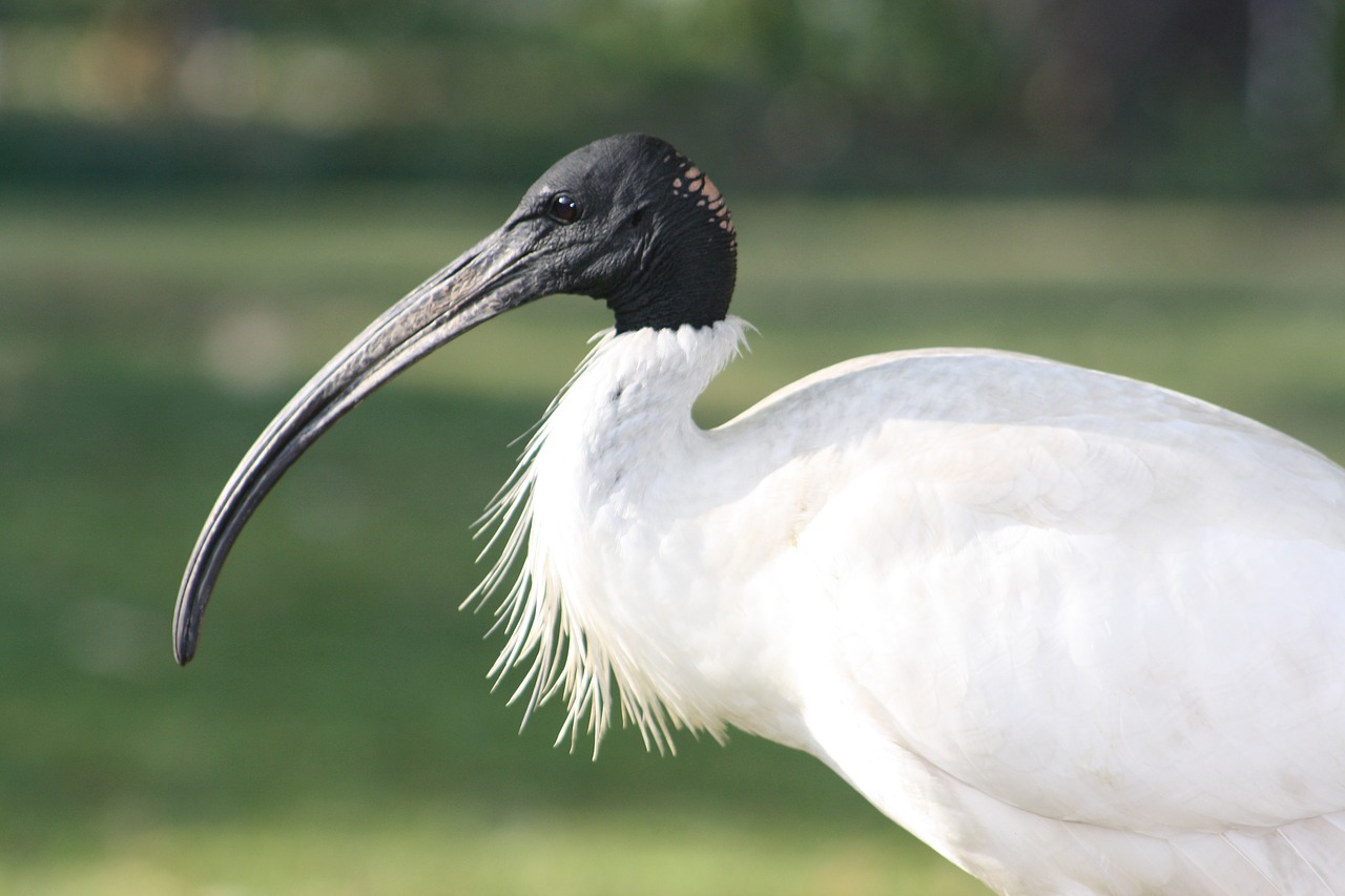 Ibis,  Paukštis,  Snapas,  Profilis,  Gyvūnijos,  Pobūdį,  Gyvūnija,  Brisbenas,  Australija,  Plunksnų