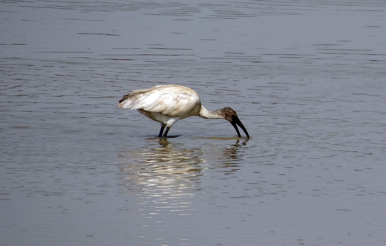 Ibis,  Baltas Ibis,  Paukštis,  Laukinė Gamta,  Fauna,  Maitinimas,  Žuvis,  Vilnoni Kakleliu,  Karnataka,  Indija