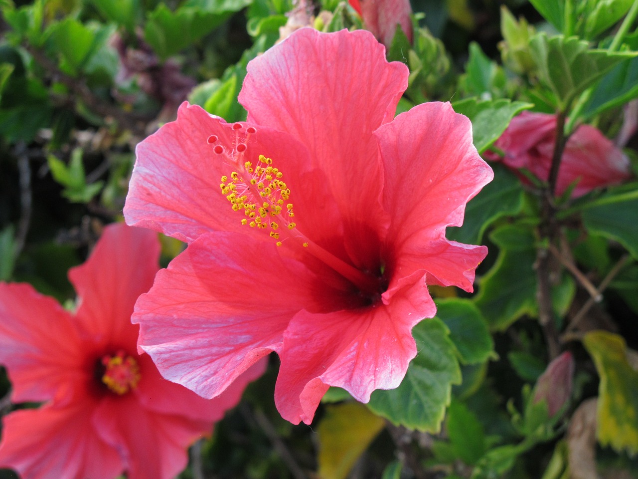 Hibiscus, Gėlė, Makro, Rožinis, Nemokamos Nuotraukos,  Nemokama Licenzija