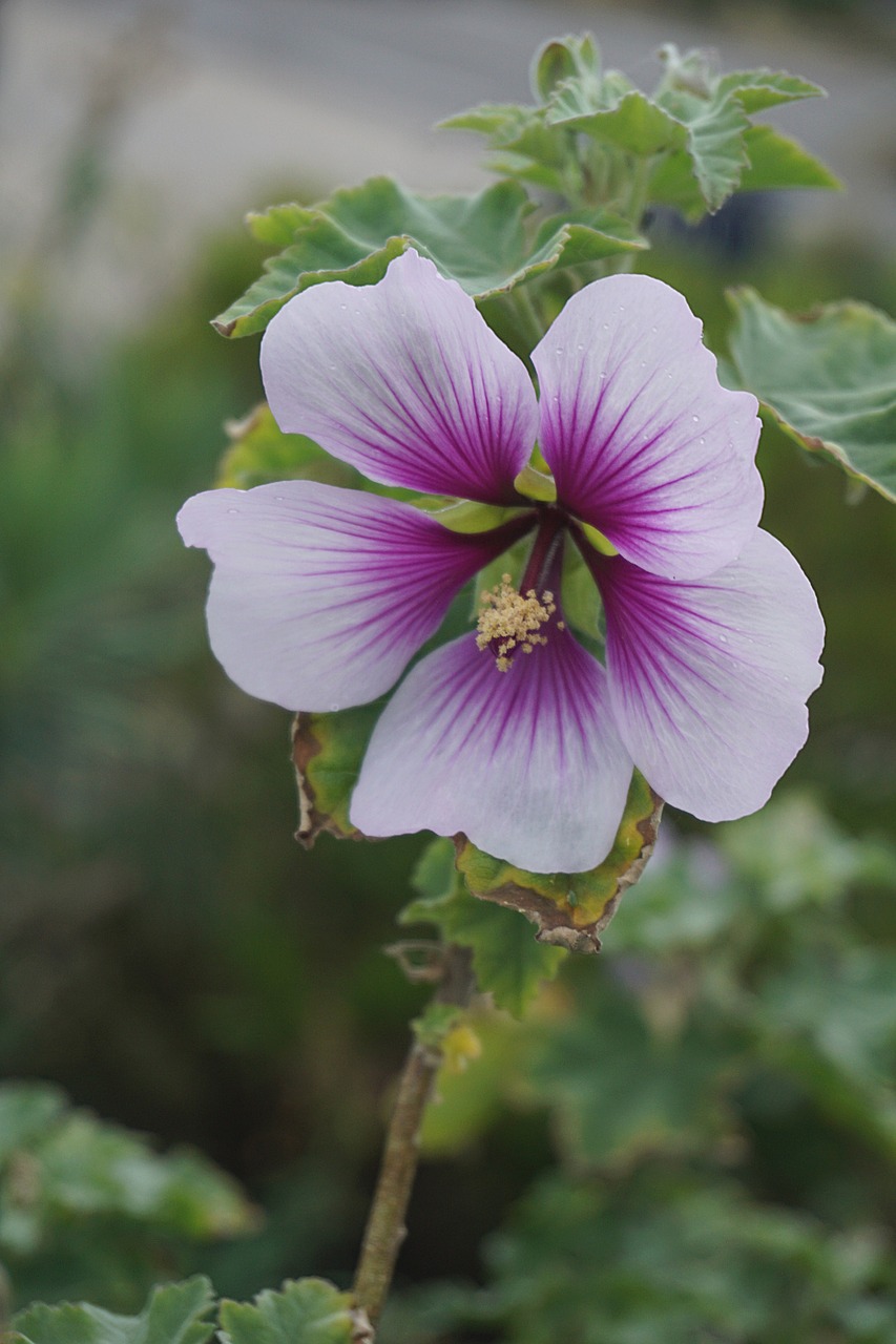 Hibiscus, Gėlė, Flora, Žydėjimas, Botanika, Sodas, Gamta, Pavasaris, Nemokamos Nuotraukos,  Nemokama Licenzija