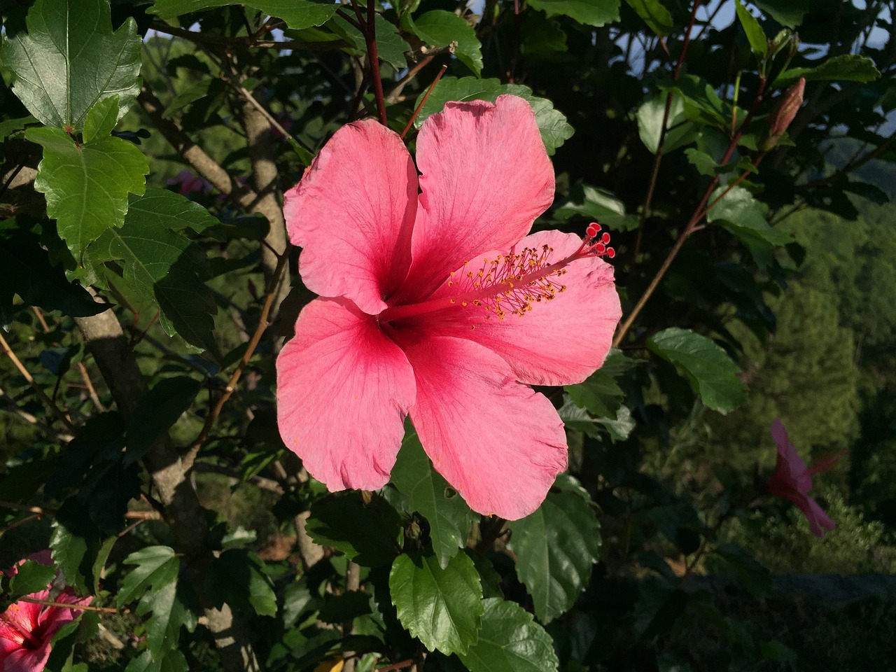 Hibiscus, Gėlė, Gamta, Nemokamos Nuotraukos,  Nemokama Licenzija