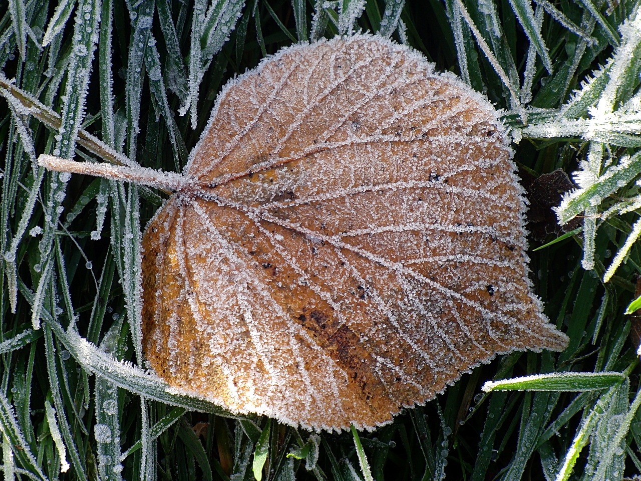 Ledas, Lapai, Sušaldyta, Žiema, Šaltis, Ledinis, Šaltas, Gamta, Užšaldyti, Nemokamos Nuotraukos