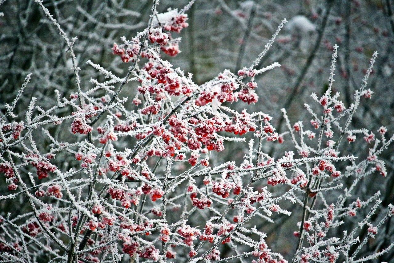 Ledas, Šaltis, Uogos, Krūmas, Sušaldyta, Žiema, Šaltas, Sniegas, Eiskristalio, Auskaras