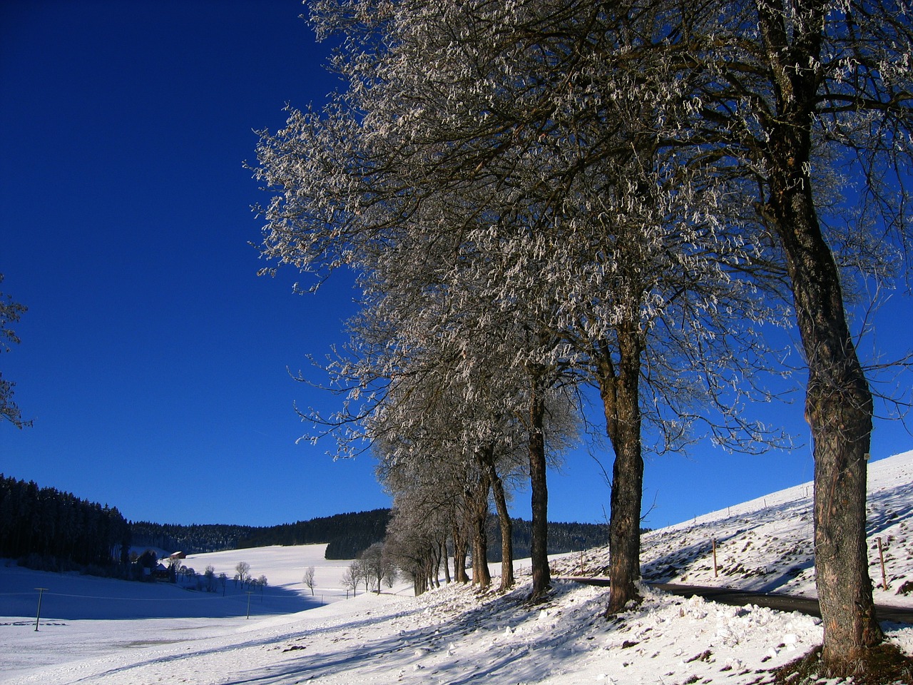 Ledas, Auskaras, Šaltas, Sniegas, Žiema, Pieva, Tvora, Medis, Medžiai, Atmosfera