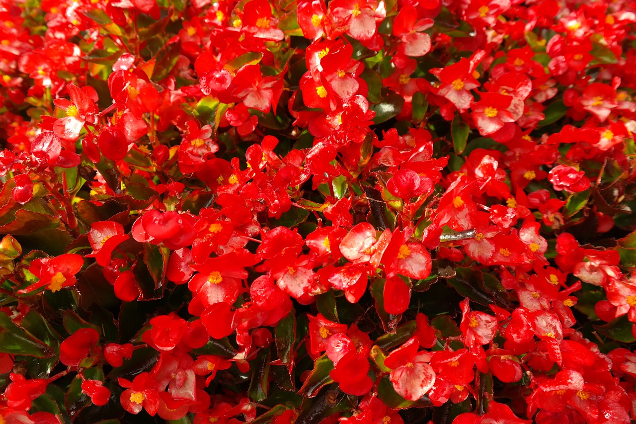 Ledo Begonias, Gėlės, Raudona, Flora, Semperflorens Begonijos, Begonia Semperflorens Cultorum, Begonia Semperflorens Hibridai, Dievo Akys, Begonijos Lapų Augalai, Begoniaceae