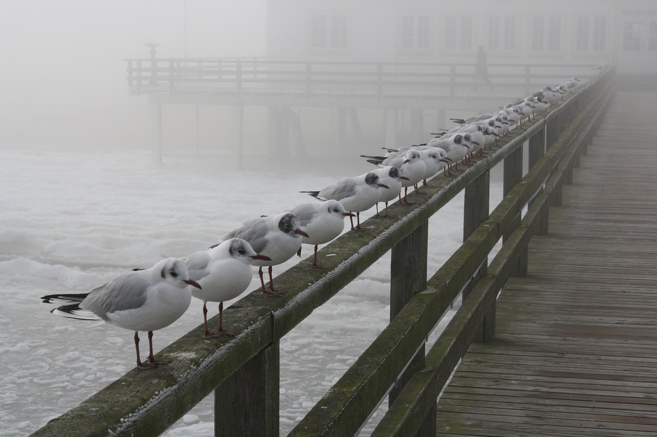 Ledo Šaltumo, Usedom, Baltijos Jūra, Nemokamos Nuotraukos,  Nemokama Licenzija