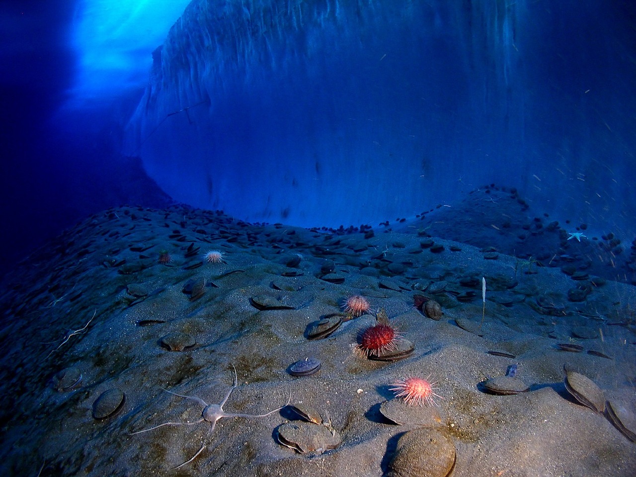 Ledo Siena,  Jūros Dugnas,  Antarctica,  Šaltas,  Vandenynas,  Vanduo,  Jūrų,  Tyrinėtojai,  Naujas Uostas,  Victoria Žemė