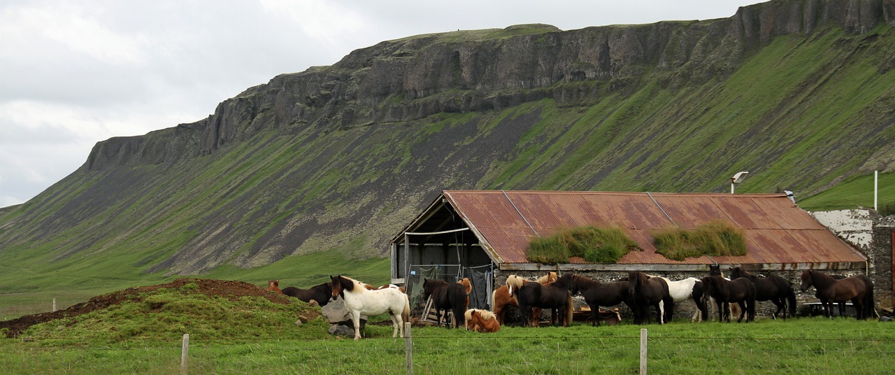 Iceland, Icelandic, Gamta, Lauke, Peizažas, Kraštovaizdis, Panorama, Nemokamos Nuotraukos,  Nemokama Licenzija