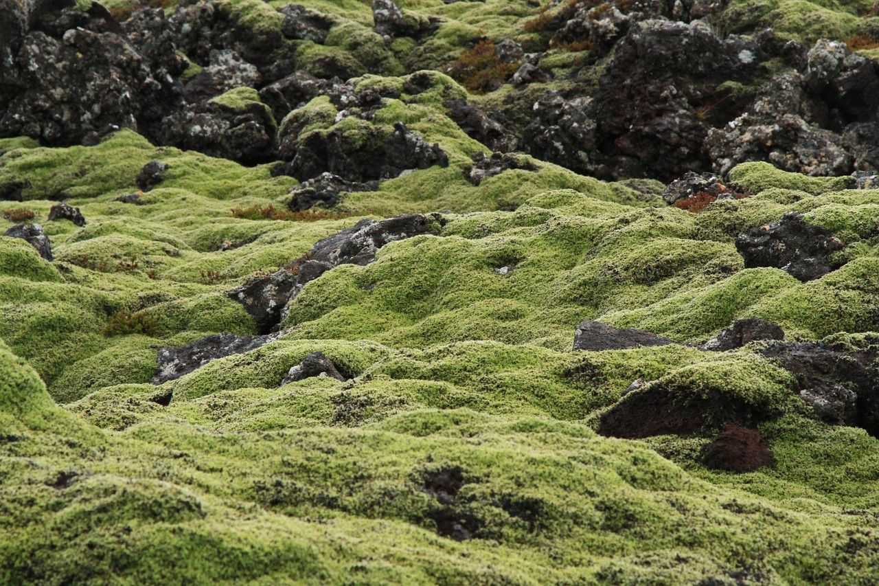 Iceland, Samanos, Žalias, Nemokamos Nuotraukos,  Nemokama Licenzija