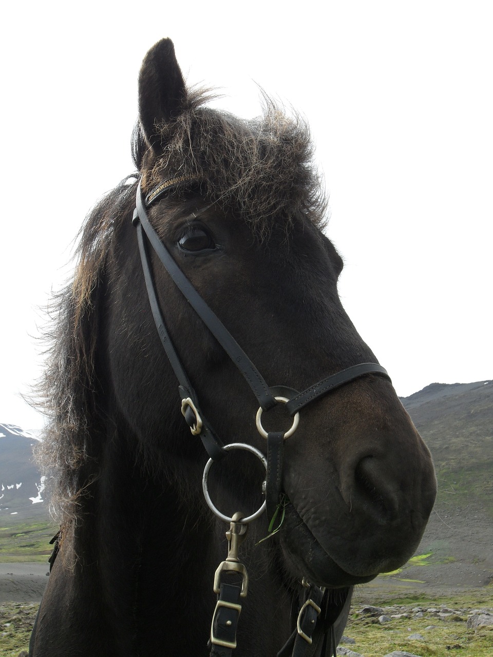 Iceland, Islandijos Arklys, Islandų Salos, Iceland Pony, Arklys, Kamuoliukas, Nemokamos Nuotraukos,  Nemokama Licenzija
