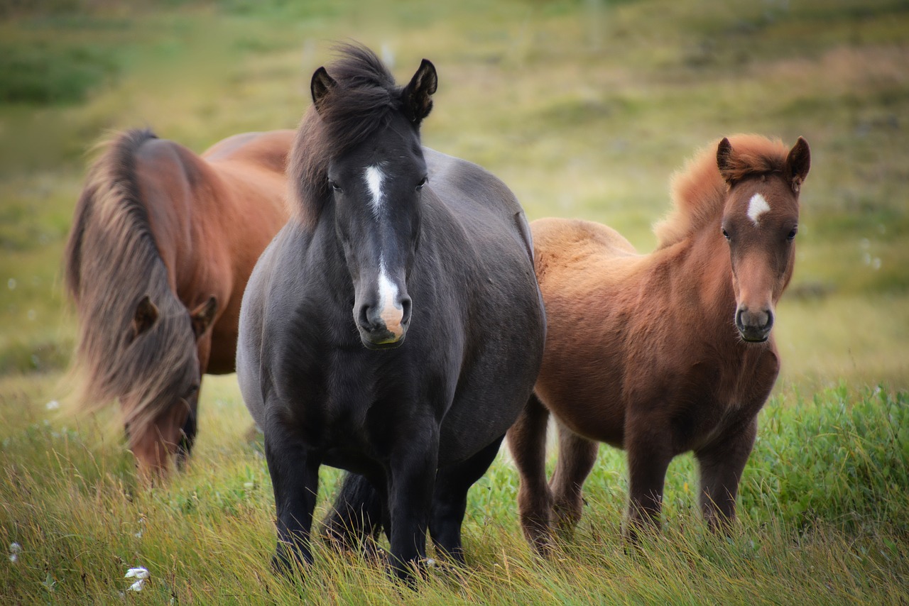 Iceland, Islandijos Arklys, Arklys, Flock, Kumeliukas, Mare, Rap, Fuksas, Nemokamos Nuotraukos,  Nemokama Licenzija