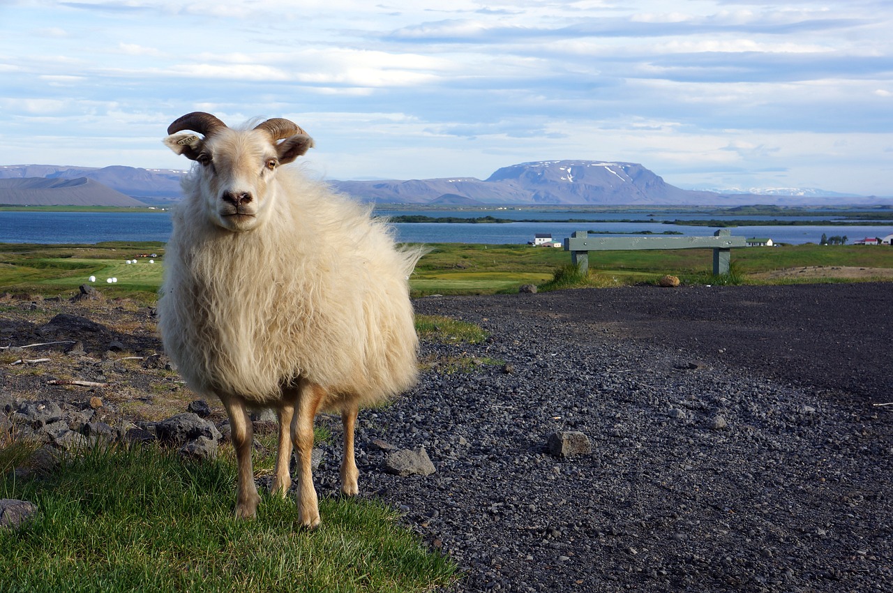 Iceland, Laivas, Gamta, Gyvūnai, Kraštovaizdis, Nemokamos Nuotraukos,  Nemokama Licenzija