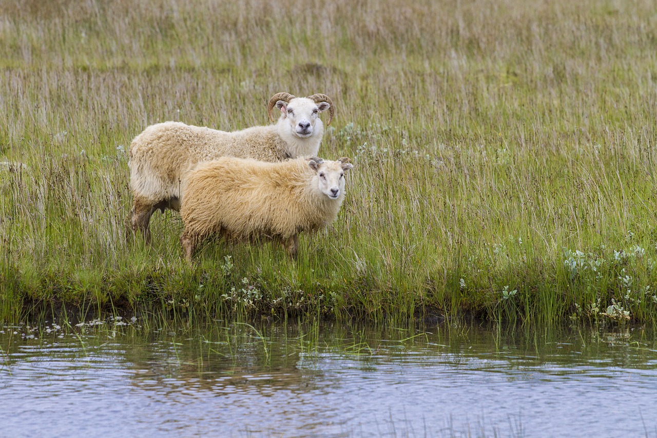 Iceland, Avys, Vilnos, Gyvūnai, Nemokamos Nuotraukos,  Nemokama Licenzija